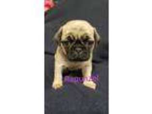 Pug Puppy for sale in Otisville, MI, USA