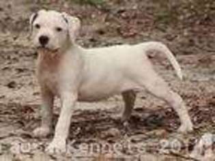 American Bulldog Puppy for sale in GREENWOOD, FL, USA