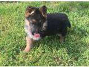 German Shepherd Dog Puppy for sale in Eagle, ID, USA