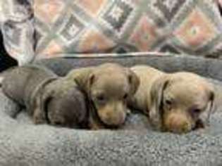 Dachshund Puppy for sale in Pilot Point, TX, USA