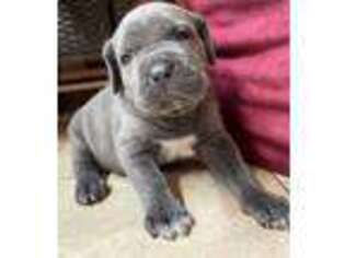 Cane Corso Puppy for sale in Jamaica, NY, USA