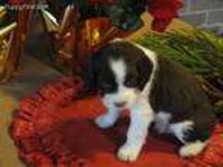 English Springer Spaniel Puppy for sale in Chesapeake, VA, USA