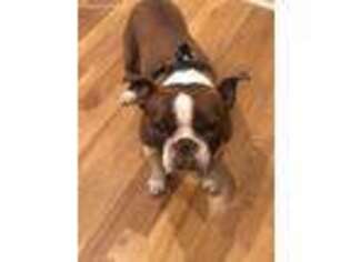 Boston Terrier Puppy for sale in Denver, CO, USA