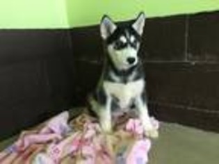 Siberian Husky Puppy for sale in Fresno, OH, USA