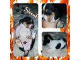 Basset Hound Puppy for sale in Fostoria, OH, USA