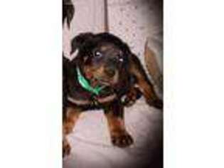 Rottweiler Puppy for sale in Phelan, CA, USA