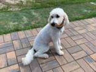 Goldendoodle Puppy for sale in Pemberton, NJ, USA