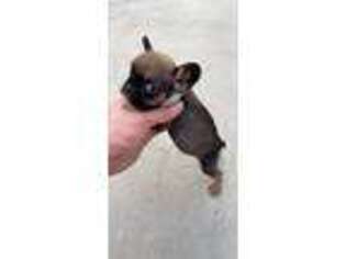 French Bulldog Puppy for sale in Pico Rivera, CA, USA