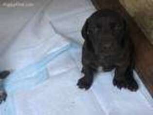 German Shorthaired Pointer Puppy for sale in Medford, OR, USA