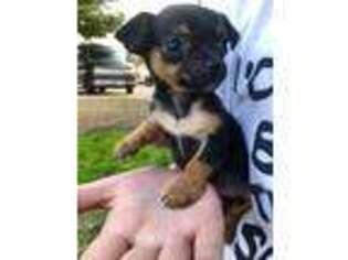 Chihuahua Puppy for sale in Clovis, NM, USA