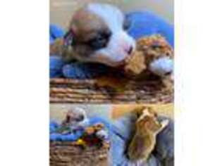 Pembroke Welsh Corgi Puppy for sale in Muskegon, MI, USA