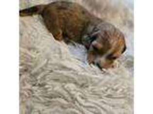 Dachshund Puppy for sale in Lakewood, CA, USA
