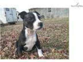 Staffordshire Bull Terrier Puppy for sale in Springfield, MO, USA
