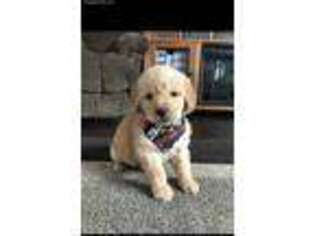 Goldendoodle Puppy for sale in Deer River, MN, USA