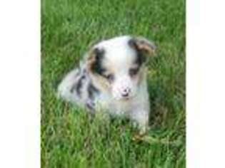 Pembroke Welsh Corgi Puppy for sale in Goshen, IN, USA