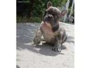 French Bulldog Puppy for sale in Lumber Bridge, NC, USA