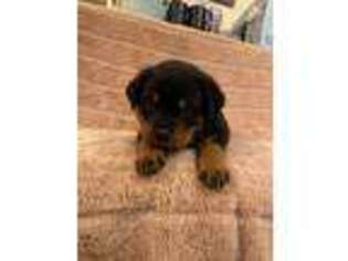 Rottweiler Puppy for sale in Napa, CA, USA
