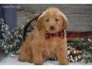 Labradoodle Puppy for sale in Exeter, MO, USA