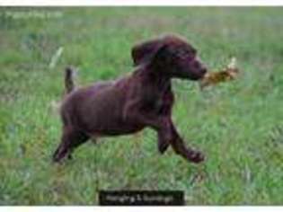 German Shorthaired Pointer Puppy for sale in Chouteau, OK, USA