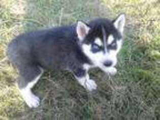 Siberian Husky Puppy for sale in Silver Creek, NY, USA