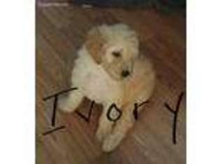Mutt Puppy for sale in Edenton, NC, USA