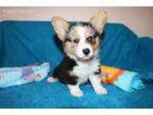 Pembroke Welsh Corgi Puppy for sale in Lenapah, OK, USA