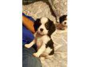Cavalier King Charles Spaniel Puppy for sale in Louisville, KY, USA