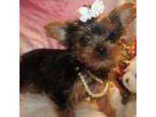 Yorkshire Terrier Puppy for sale in San Angelo, TX, USA