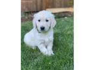 Mutt Puppy for sale in Oregon City, OR, USA