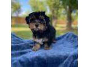 Yorkshire Terrier Puppy for sale in Houston, TX, USA