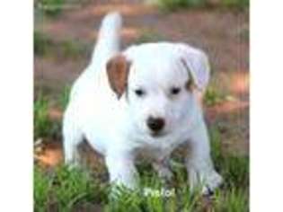 Jack Russell Terrier Puppy for sale in Seymour, TX, USA