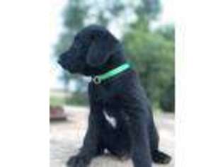 Labradoodle Puppy for sale in Weatherford, OK, USA