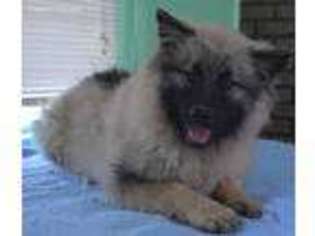 Keeshond Puppy for sale in Grant, NE, USA