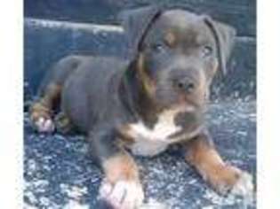 American Pit Bull Terrier Puppy for sale in RENO, NV, USA