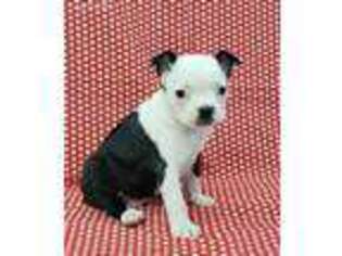 Boston Terrier Puppy for sale in Mobile, AL, USA