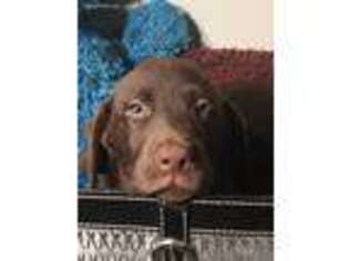 Labrador Retriever Puppy for sale in Titusville, FL, USA