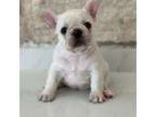 French Bulldog Puppy for sale in Round Rock, TX, USA