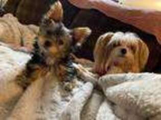 Yorkshire Terrier Puppy for sale in Loomis, CA, USA