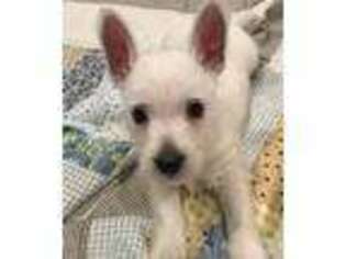 West Highland White Terrier Puppy for sale in Sayville, NY, USA