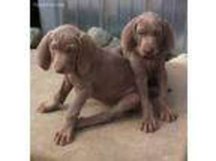Weimaraner Puppy for sale in Angola, IN, USA