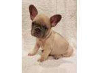 French Bulldog Puppy for sale in Water Valley, MS, USA