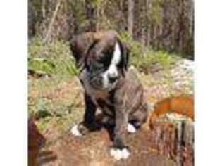 Boxer Puppy for sale in Richfield, UT, USA