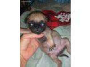 Pug Puppy for sale in Garfield, AR, USA