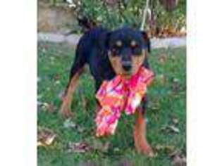 Rottweiler Puppy for sale in New Haven, IN, USA