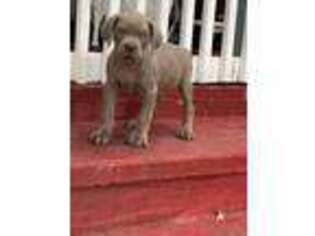 Cane Corso Puppy for sale in Marietta, GA, USA