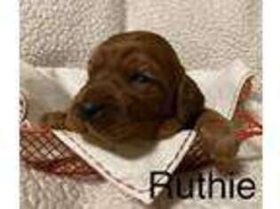Irish Setter Puppy for sale in Alba, TX, USA