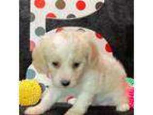 Cavalier King Charles Spaniel Puppy for sale in Denham Springs, LA, USA