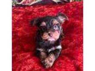 Yorkshire Terrier Puppy for sale in Fountain Hills, AZ, USA