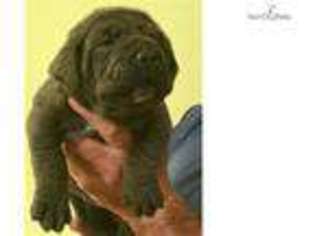 Neapolitan Mastiff Puppy for sale in West Palm Beach, FL, USA