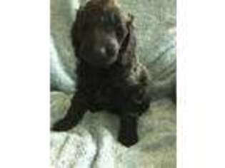 Goldendoodle Puppy for sale in Sterling, MA, USA